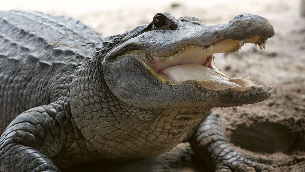 Alligator & Wildlife Discovery Center Hosting Its 1st Fundraising Event