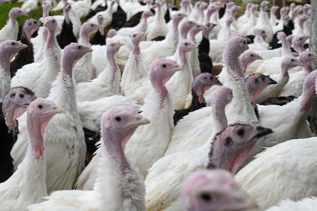 No Turkey For You: Turkey Farmers Say Shortage Of Workers Will Delay Production This Fall