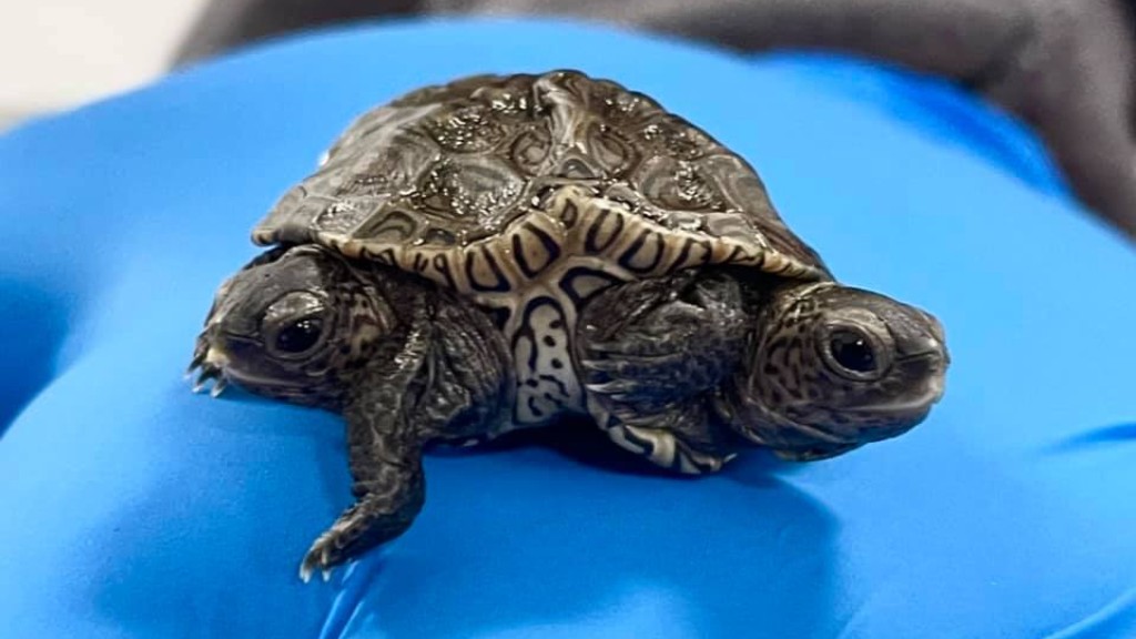 ‘You Are Not Seeing Double’: 2-Headed Turtle Hatches On Cape Cod