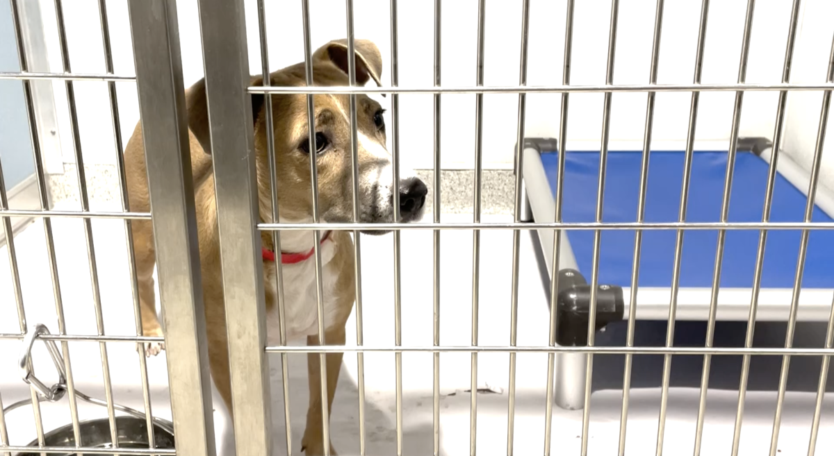 Tampa Bay Animal Shelters Reaching Capacity Due to Housing Crisis – CBS Tampa